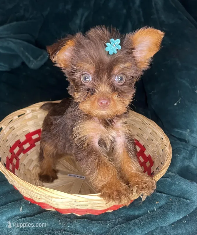 Aurora – Yorkshire Terrier puppy for sale in Meridian, MS
