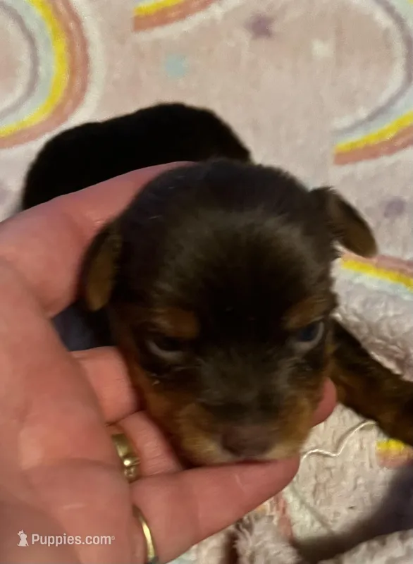 Aurora – Yorkshire Terrier puppy for sale in Meridian, MS