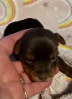 Aurora, a female Yorkshire Terrier for sale in Meridian, MS – Photo 1 of 2