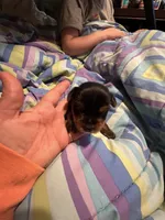 Leonardo , a male Yorkshire Terrier for sale in Meridian, MS – 5 of 6