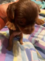 April, a female Yorkshire Terrier for sale in Meridian, MS – 4 of 5
