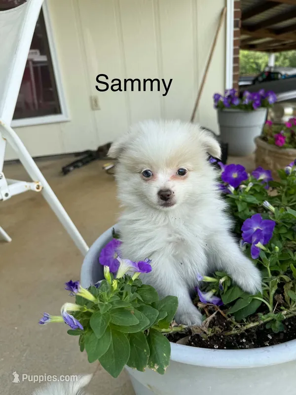 Sammy – Pomeranian puppy for sale in Meridian, MS