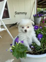 Sammy, a male Pomeranian for sale in Meridian, MS – 1 of 2