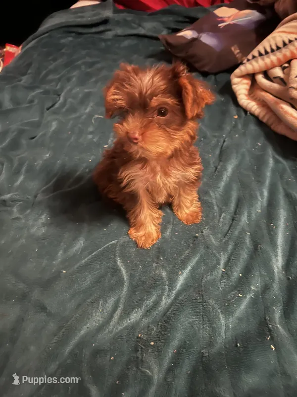 Prince Charming  – Yorkshire Terrier puppy for sale in Meridian, MS
