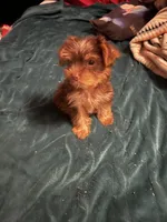 Prince Charming , a male Yorkshire Terrier for sale in Meridian, MS – 1 of 3