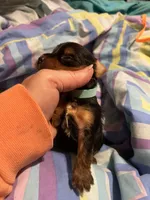 Donatello , a male Yorkshire Terrier for sale in Meridian, MS – 7 of 7