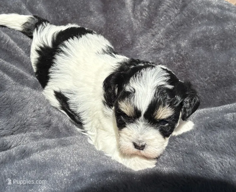 Female 1 – Bichon Frise, Shih Tzu puppy for sale in Virginia, VA