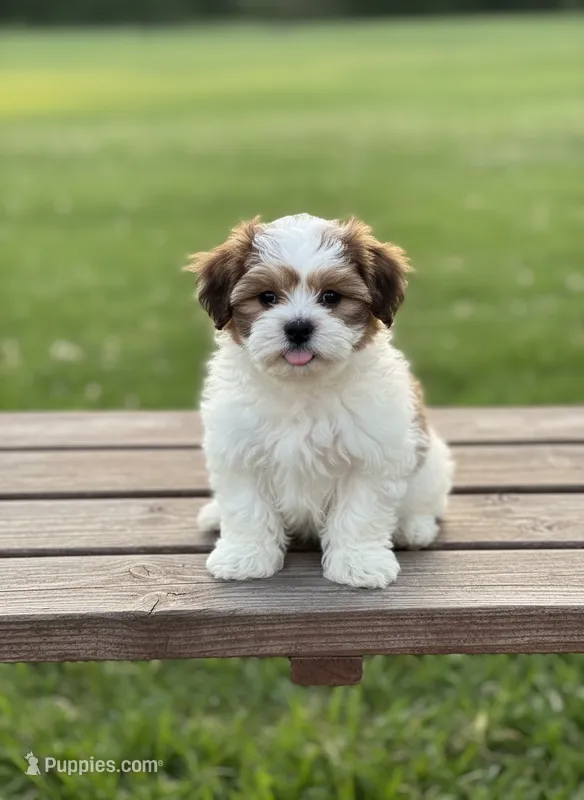 Male 0503 – Bichon Frise, Shih Tzu puppy for sale in Virginia, VA