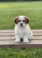 Male 0503, a male Bichon Frise and Shih Tzu for sale in Virginia, VA – 1 of 1