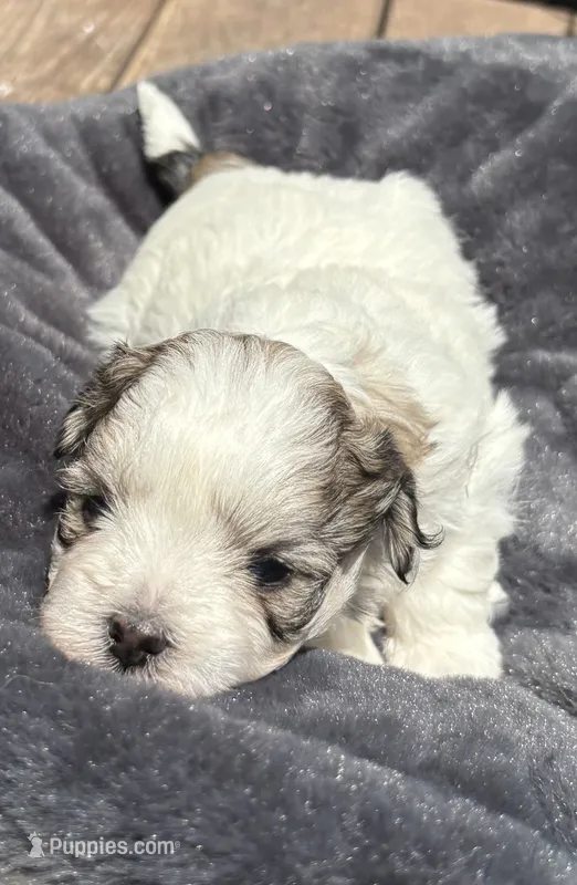 Female 3 – Bichon Frise, Shih Tzu puppy for sale in Virginia, VA