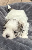 Female 3, a female Bichon Frise and Shih Tzu for sale in Virginia, VA – 1 of 1