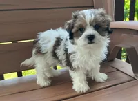 Female 0502, a female Bichon Frise and Shih Tzu for sale in Virginia, VA – 1 of 1