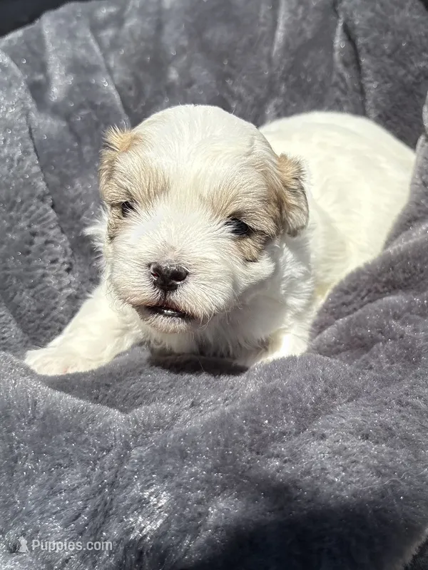 Male 1 – Bichon Frise, Shih Tzu puppy for sale in Virginia, VA