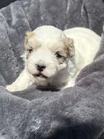 Male 1, a female Bichon Frise and Shih Tzu for sale in Virginia, VA – 1 of 1