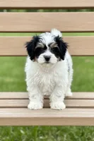 Female 0510, a female Bichon Frise and Shih Tzu for sale in Virginia, VA – 1 of 1