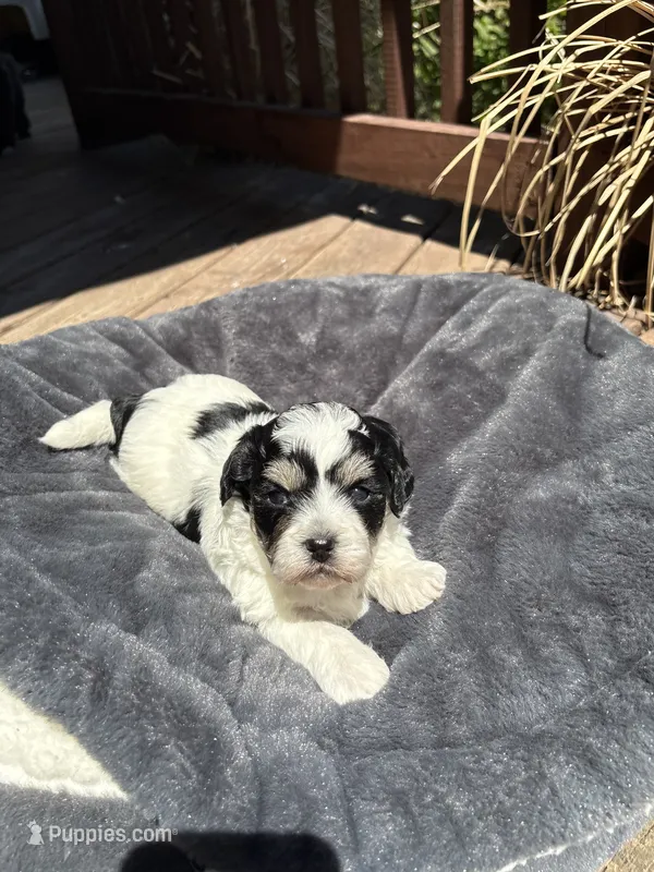 Female 2 – Bichon Frise, Shih Tzu puppy for sale in Virginia, VA