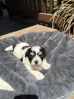 Female 2, a female Bichon Frise and Shih Tzu for sale in Virginia, VA – 1 of 1