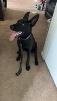 Rocka, a female Belgian Malinois and Dutch Shepherd for sale in Great Falls, VA – 1 of 10