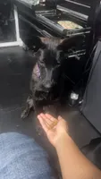 Rocka, a female Belgian Malinois and Dutch Shepherd for sale in Great Falls, VA – 5 of 10