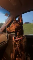 Rocka, a female Belgian Malinois and Dutch Shepherd for sale in Great Falls, VA – 4 of 10