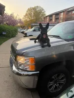 Rocka, a female Belgian Malinois and Dutch Shepherd for sale in Great Falls, VA – 6 of 10
