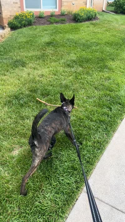 Rocka, a female Belgian Malinois and Dutch Shepherd for sale in Great Falls, VA – 10 of 10