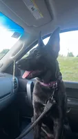Rocka, a female Belgian Malinois and Dutch Shepherd for sale in Great Falls, VA – 7 of 10