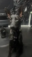 Rocka, a female Belgian Malinois and Dutch Shepherd for sale in Great Falls, VA – 3 of 10