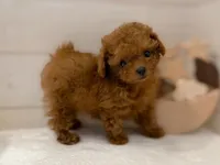 Rosie, a female Poodle - Toy  for sale in Los Angeles, CA – 3 of 5