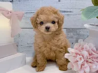 Coco – Beautiful Female Toy Poodle, a female Poodle - Toy  for sale in Los Angeles, CA – 1 of 4