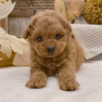 Ingrid – Elegant Female Toy Poodle, a female Poodle - Toy  for sale in Los Angeles, CA – 3 of 3