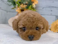 Maya, a female Poodle - Toy  for sale in Los Angeles, CA – 3 of 3