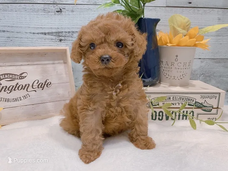 Buddy – Gorgeous Male Toy Poodle – Poodle - Toy  puppy for sale in Los Angeles, CA