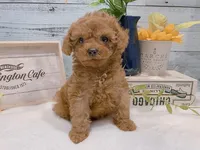 Buddy – Gorgeous Male Toy Poodle, a male Poodle - Toy  for sale in Los Angeles, CA – 1 of 3