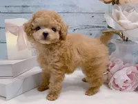 Coco – Beautiful Female Toy Poodle, a female Poodle - Toy  for sale in Los Angeles, CA – 4 of 4