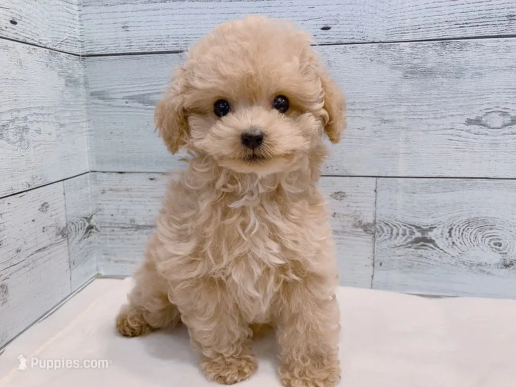 Mojo – Adorable Male Toy Poodle – Poodle - Toy  puppy for sale in Los Angeles, CA