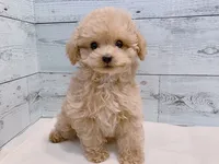 Mojo – Adorable Male Toy Poodle, a male Poodle - Toy  for sale in Los Angeles, CA – 1 of 3