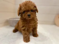 Rosie, a female Poodle - Toy  for sale in Los Angeles, CA – 4 of 5