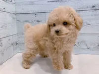 Mojo – Adorable Male Toy Poodle, a male Poodle - Toy  for sale in Los Angeles, CA – 3 of 3