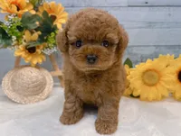 Maya, a female Poodle - Toy  for sale in Los Angeles, CA – 1 of 3