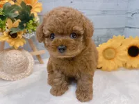 Maya, a female Poodle - Toy  for sale in Los Angeles, CA – 2 of 3