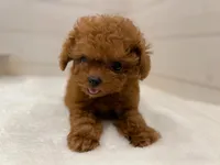 Rosie, a female Poodle - Toy  for sale in Los Angeles, CA – 1 of 5