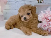 Coco – Beautiful Female Toy Poodle, a female Poodle - Toy  for sale in Los Angeles, CA – 2 of 4