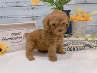 Buddy – Gorgeous Male Toy Poodle, a male Poodle - Toy  for sale in Los Angeles, CA – 2 of 3