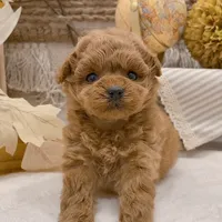 Ingrid – Elegant Female Toy Poodle, a female Poodle - Toy  for sale in Los Angeles, CA – 2 of 3