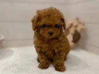 Rosie, a female Poodle - Toy  for sale in Los Angeles, CA – 2 of 5