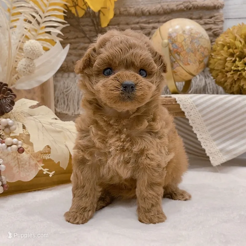 Ingrid – Elegant Female Toy Poodle – Poodle - Toy  puppy for sale in Los Angeles, CA