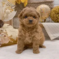 Ingrid – Elegant Female Toy Poodle, a female Poodle - Toy  for sale in Los Angeles, CA – 1 of 3
