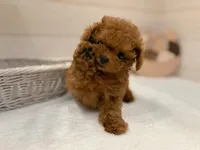 Rosie, a female Poodle - Toy  for sale in Los Angeles, CA – 5 of 5