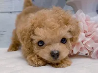 Coco – Beautiful Female Toy Poodle, a female Poodle - Toy  for sale in Los Angeles, CA – 3 of 4